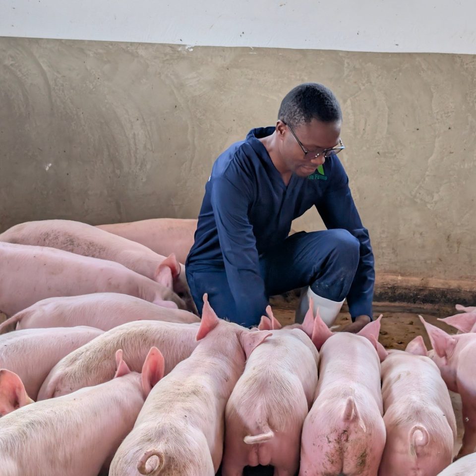 A Lua Farms stockman kneeling among the pigs he cares for